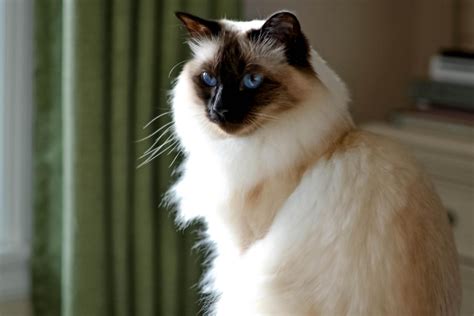 What Is A Balinese Cat All To Do With Cats