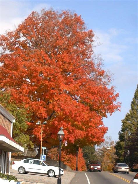 Prettiest Tree In The Fall In Rogersville Photo Credit Sheldon