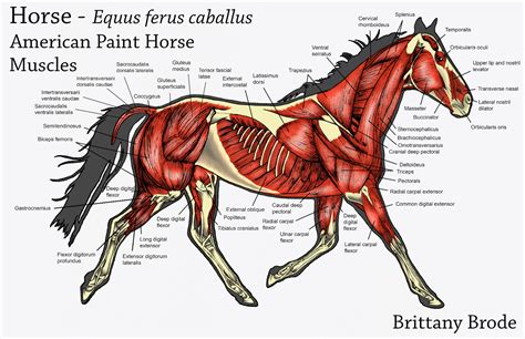 Muscles Of A Horse Diagram