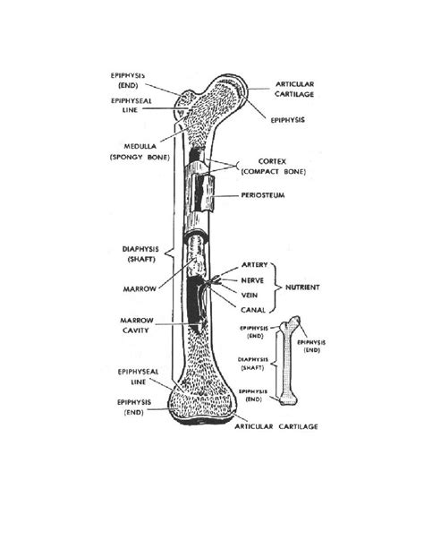 Used figure 6.2 in book. Long Bone Anatomy Diagram Labeled : human arm bone microstructure - Google Search | Human ...