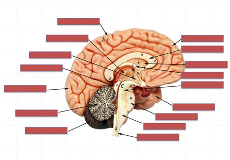 Brain Midsagittal Section Diagram Quizlet