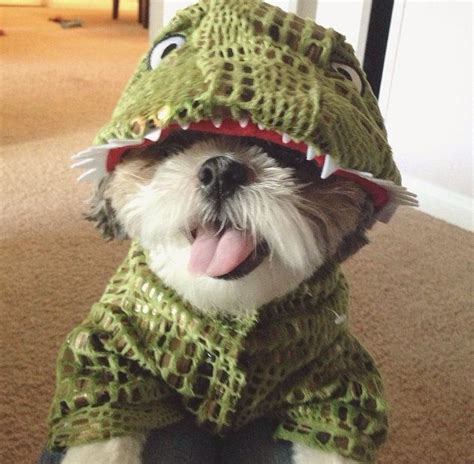 17 Costumes That Prove Shih Tzus Always Win At Halloween