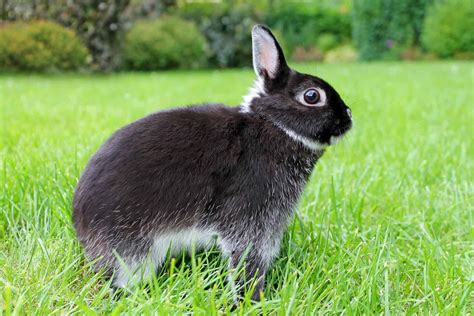 7 Facts About Netherland Dwarf Rabbits Rabbit Breeders