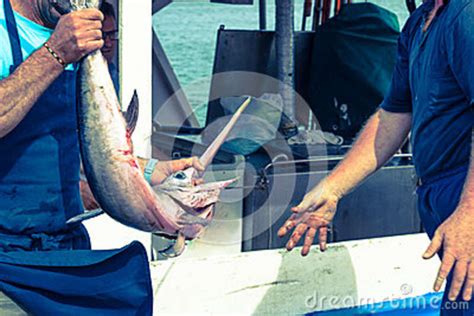 Fishermen Holding Swordfish Stock Image Image Of Person Holding