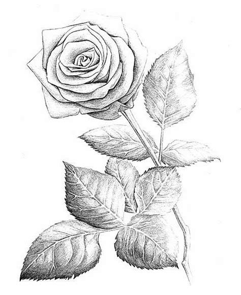 detalles 70 rosas para dibujar a lapiz vn