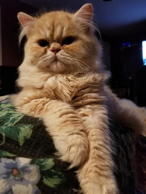 Browse persian kittens for sale on kittenads.co.uk. Persian Cats For Sale | Beverly Hills, CA #291312