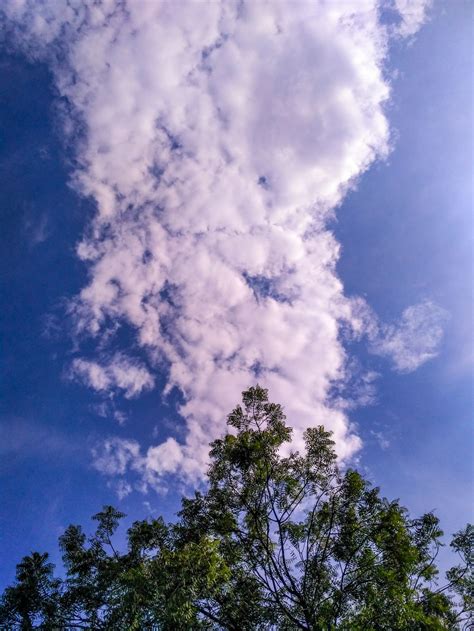 Clouds And Tree Smithsonian Photo Contest Smithsonian Magazine