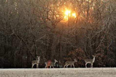 White Tail Deer At Sunrise Free Stock Photo Public Domain Pictures