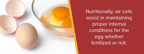 Egg parts color each part of the egg a different color and label each part of the egg. 30 Label The Parts Of An Egg - Labels Database 2020