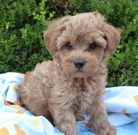 Grimy Trend Schnoodle Puppies Rescue Giving A Second Chance To