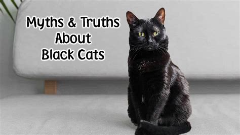 Myths And Truths About Black Cats Olight Flashlights Youtube