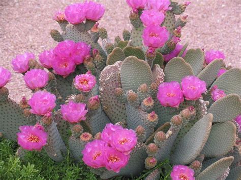 Prickly Pear Pink Cactus Flower Photograph By Chrisse Hartley
