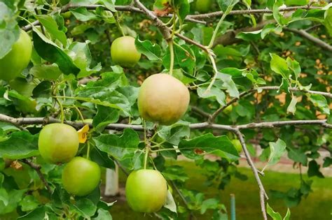 How To Harvest Apples And Pears Easy Garden Urban Gardening In