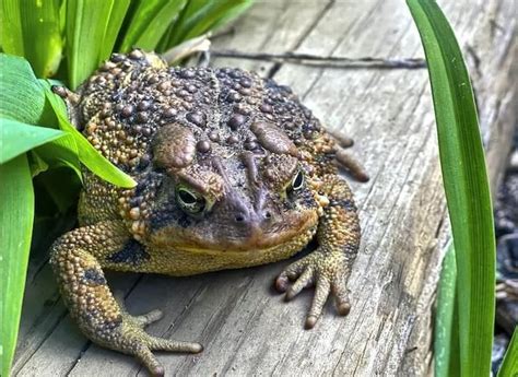 What Do Toads Eat Feeding Your Pet And Gardening Toads