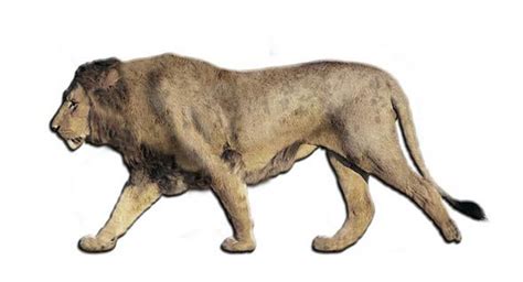 European Eurasian Cave Lion American Lion Lion