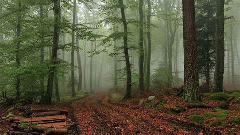 Foggy Forest Wallpapers Top Free Foggy Forest Backgrounds
