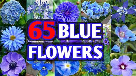 65 Blue Flower Plant Varieties Blue Flower Types For Garden Plant