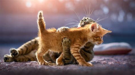 3840x2160 Cute Kittens 4k Hd 4k Wallpapersimagesbackgroundsphotos And Pictures