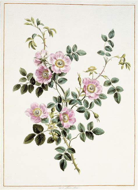 Sweet Briar Rose Rosa Rubiginosa Photograph By Natural History Museum