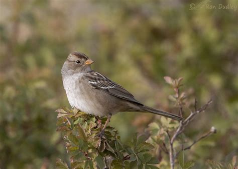 Juvenile White Crowned Sparrow In An Appealing Setting Feathered