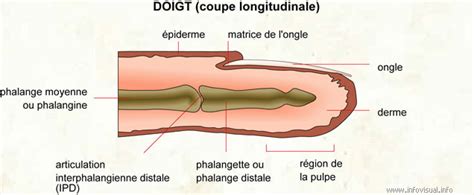 Doigt Coupe Longitudinale Dictionnaire Visuel Didactalia