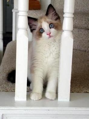 Ragdoll kittens has the most outstanding variety of kittens available for sale of any breeder in the world. Ragdoll Bordeaux | Ragdoll cat
