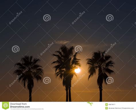 Palm Trees Backlit Stock Image Image Of Outdoors Silhouette 49879517