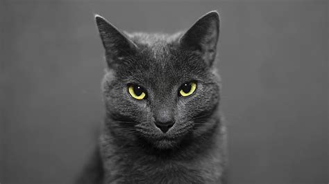Hd Wallpaper Cat Gray Cat Whiskers Eyes Mammal Russian Blue
