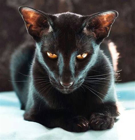 So Beautiful Black Oriental Oriental Shorthair Cats Beautiful Cats