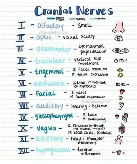 Cranial Nerves And Function Medizzy