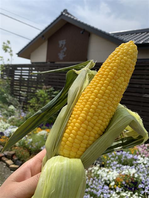 Download トウモロコシ Images For Free