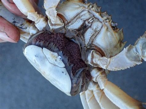 Chinese Mitten Crab Invasivesie