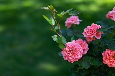Premium Photo Beautiful Pink Roses On A Green Background