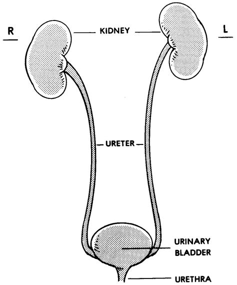 2 03 Ureters Nursing Care Related To The Gastrointestinal And