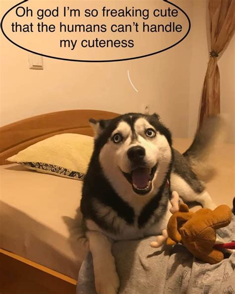 15 Of The Best Siberian Husky Memes Petpress
