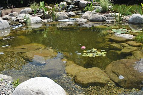 Garden ponds are becoming more and more popular. Backyard Koi Ponds & Water Garden Installation in ...