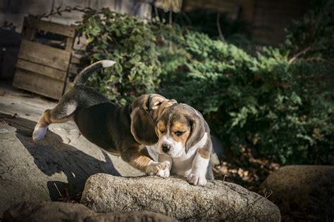 Why Do Beagle Puppies Hump Modern Beagle