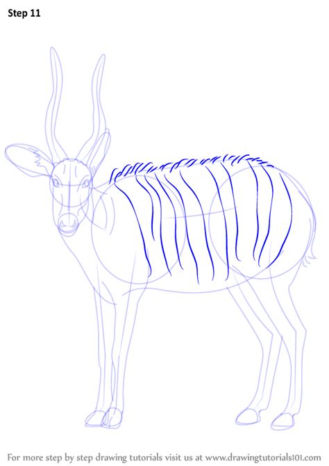 Step By Step How To Draw A Bongo Antelope