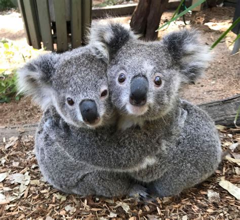 photos of koalas ‘hugging it out at australia reptile park are totally adorable in 2021 cute