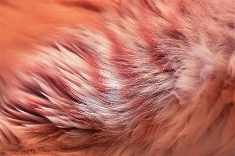 Fluffy Fur Ginger Cat Close Up Stock Photo - Download Image Now - iStock