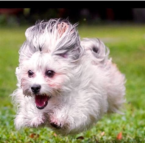 Browse thru our id verified puppy for sale listings to find your perfect puppy in your area. Pin by Carolyn deninno on Havanese | Havanese puppies ...