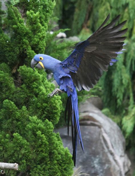 Hyacinth Macaw Cincinnati Zoo And Botanical Garden®