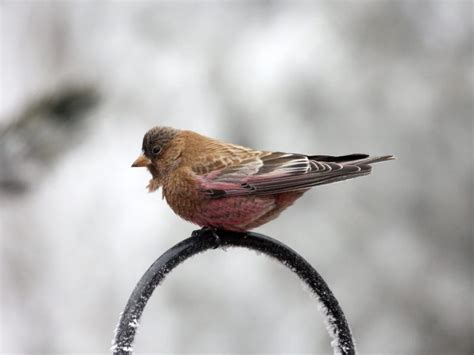 25 Winter Birds Colorado Out Birding