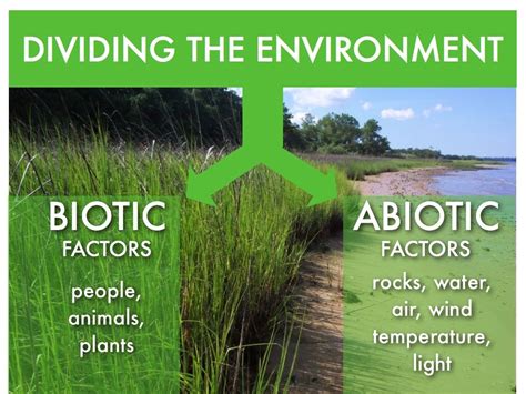 Biotic Factors Abiotic And Biotic Factors Environmental Science
