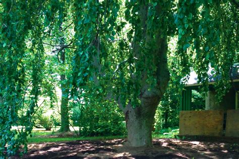 Case Study Beautiful Weeping Beech Tree In Wynnewood John B Ward Co