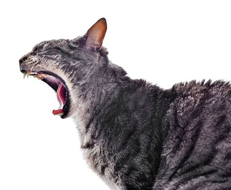Cat Meowing White Background Stock Photos Pictures And Royalty Free
