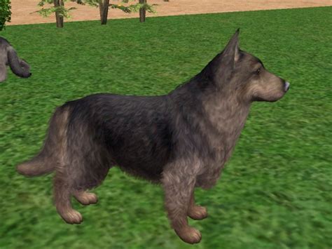 Mod The Sims The Long Hair German Shepherd My Version By Request