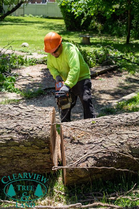 Our Tree Care Photo Gallery Clearview Tree And Land Corp