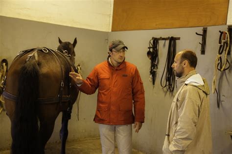 Sinitier à Lattelage à 1 Cheval Haras Nationaux