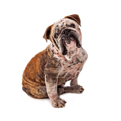 Do you want to get a liposuction procedure but you are concerned regarding its insurance coverage in dubai? Mange In Dogs | Hair Loss Symptoms and Treatment | BWM